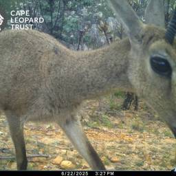 Grey rhebuck